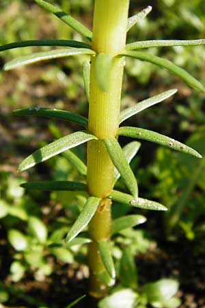 Hippuris vulgaris \ Tannenwedel / Mare's Tail, D Mannheim 30.8.2015