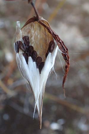 Vincetoxicum hirundinaria / White Swallow Wort, D Mannheim 23.9.2016