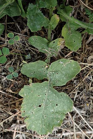 Hirschfeldia incana \ Grau-Senf, D Ludwigshafen 13.9.2017