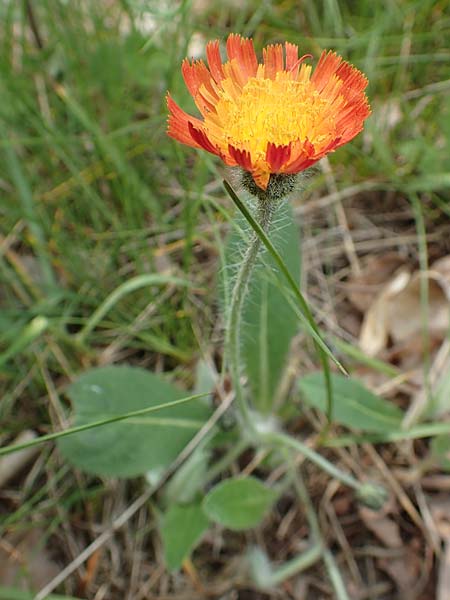 Hieracium x stoloniflorum \ Luferbltiges Habichtskraut / Hybrid Hawkweed, D Hagen 23.5.2019