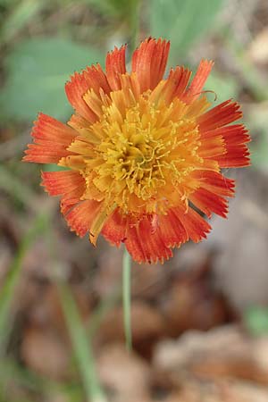 Hieracium x stoloniflorum \ Luferbltiges Habichtskraut / Hybrid Hawkweed, D Hagen 23.5.2019