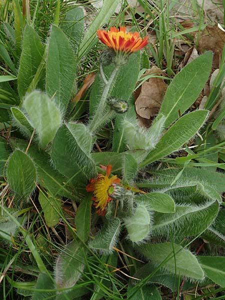 Hieracium x stoloniflorum \ Luferbltiges Habichtskraut / Hybrid Hawkweed, D Hagen 23.5.2019