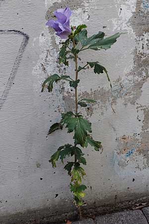 Hibiscus syriacus \ Strauch-Eibisch, Hibiskus, D Mannheim 15.9.2019