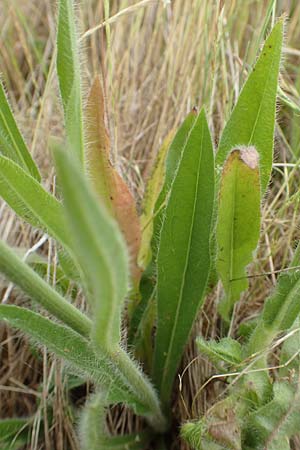 Hieracium caespitosum \ Wiesen-Habichtskraut, D Neuleiningen 15.6.2020