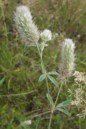 Trifolium arvense \ Hasen-Klee, D Babenhausen 11.8.2007