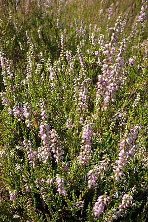 Calluna vulgaris \ Heidekraut, Besen-Heide / Heather, D Schwetzingen 17.8.2018