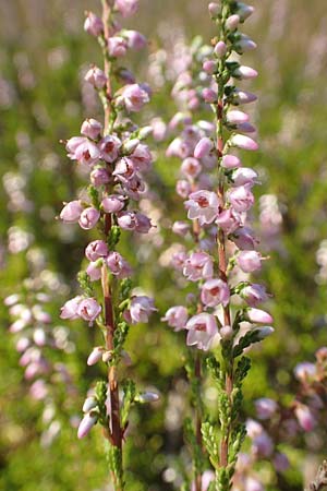 Calluna vulgaris \ Heidekraut, Besen-Heide / Heather, D Schwetzingen 17.8.2018