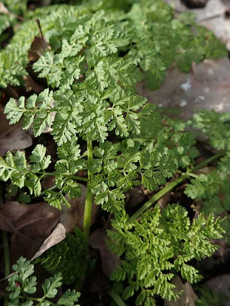 Anthriscus caucalis \ Hunds-Kerbel / Bur Chervil, D Mannheim 20.2.2021