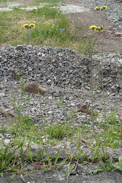 Hieracium leptophyton \ Zartes Habichtskraut, D Enkenbach-Alsenborn 24.5.2015