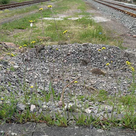 Hieracium leptophyton \ Zartes Habichtskraut, D Enkenbach-Alsenborn 24.5.2015