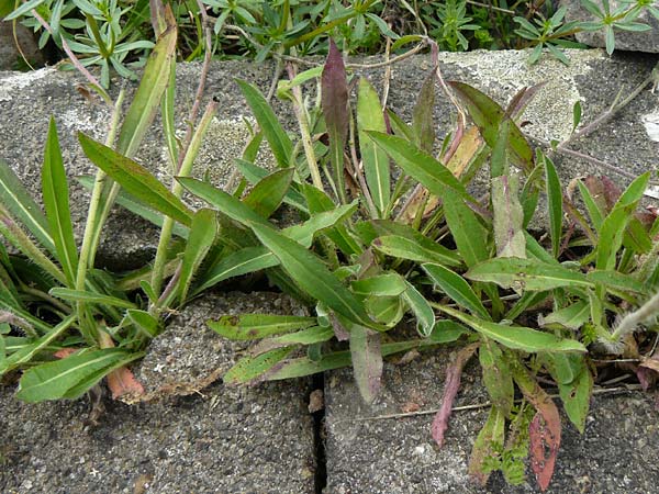 Hieracium leptophyton \ Zartes Habichtskraut, D Enkenbach-Alsenborn 24.5.2015