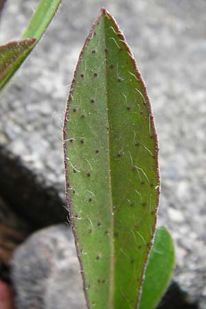 Hieracium leptophyton \ Zartes Habichtskraut, D Enkenbach-Alsenborn 24.5.2015