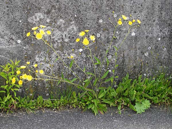 Hieracium lachenalii \ Gewhnliches Habichtskraut / Lachenal's Hawkweed, D Ulm 2.6.2015