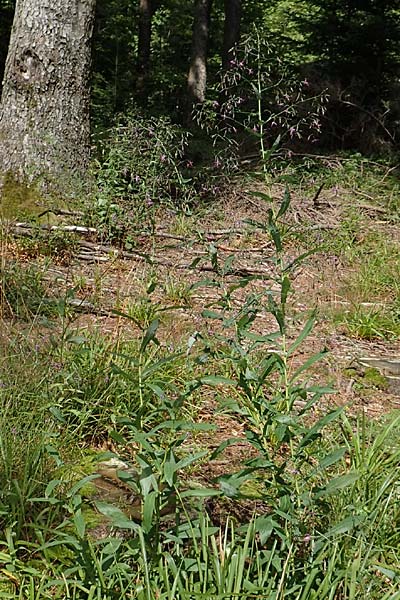 Prenanthes purpurea \ Purpur-Hasenlattich, D Schwarzwald, Kniebis 5.8.2015