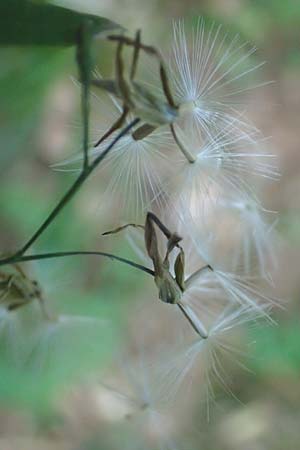 Prenanthes purpurea \ Purpur-Hasenlattich, D Heidelberg 31.8.2016