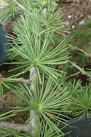 Larix x eurolepis \ Hybrid-Lrche / Hybrid Larch, Dunkeld Larch, D Odenwald, Ursenbach 26.9.2018