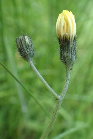 Hieracium lactucella \ Gehrtes Habichtskraut, D Raubach 1.6.2019