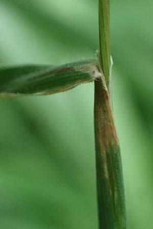 Holcus lanatus \ Wolliges Honiggras / Common Velvet Grass, D Mudau 15.8.2023