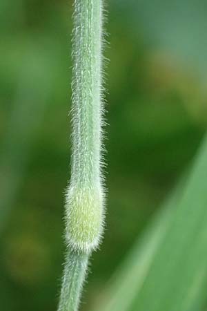 Holcus lanatus / Common Velvet Grass, D Mudau 15.8.2023