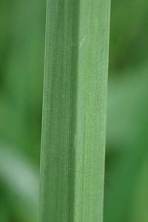 Holcus lanatus \ Wolliges Honiggras / Common Velvet Grass, D Mudau 15.8.2023