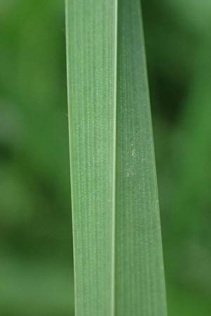 Holcus lanatus / Common Velvet Grass, D Mudau 15.8.2023