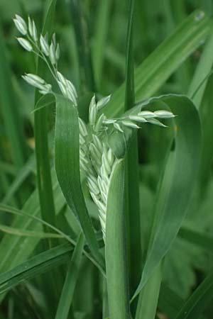 Holcus lanatus \ Wolliges Honiggras / Common Velvet Grass, D Mudau 15.8.2023