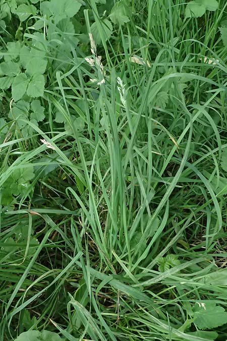 Holcus lanatus \ Wolliges Honiggras, D Mudau 15.8.2023