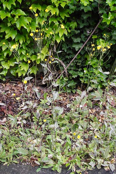 Hieracium maculatum \ Geflecktes Habichtskraut / Spotted Hawkweed, D Walheim 30.5.2015