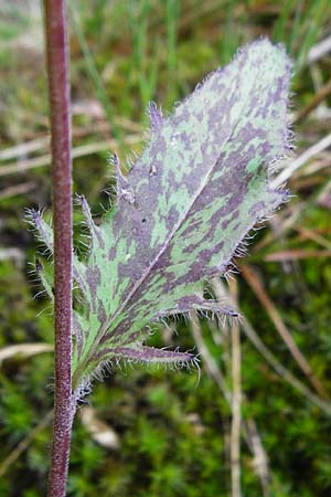 Hieracium glaucinum \ Frhblhendes Habichtskraut / Early Hawkweed, D Bad Münster am Stein 6.6.2015