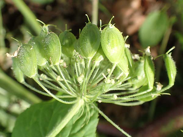 Heracleum mantegazzianum \ Riesen-Brenklau, Herkulesstaude, D Lützelbach 16.7.2016