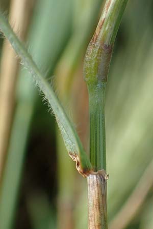 Hordeum murinum \ Muse-Gerste / Wall Barley, D Bürstadt 15.7.2017