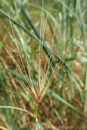 Hordeum murinum \ Muse-Gerste / Wall Barley, D Birkenheide 8.6.2018