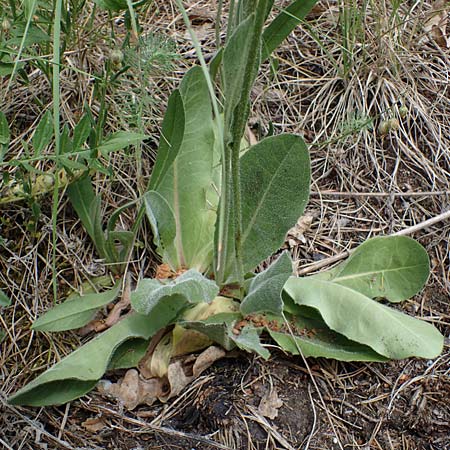 Trommsdorffia maculata \ Geflecktes Ferkelkraut / Spotted Cat's-Ear, D Thüringen, Bad Frankenhausen 8.6.2022