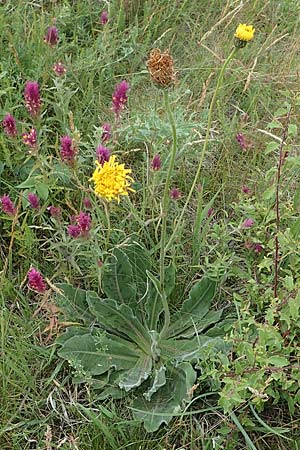 Trommsdorffia maculata \ Geflecktes Ferkelkraut / Spotted Cat's-Ear, D Thüringen, Kölleda 9.6.2022