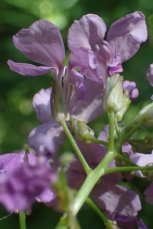 Hesperis matronalis \ Gewhnliche Nachtviole, D Rauenberg 9.6.2023