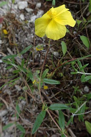 Helianthemum nummularium \ Kleinblttriges Sonnenrschen / Common Rock-Rose, D Thüringen, Bad Frankenhausen 8.6.2022