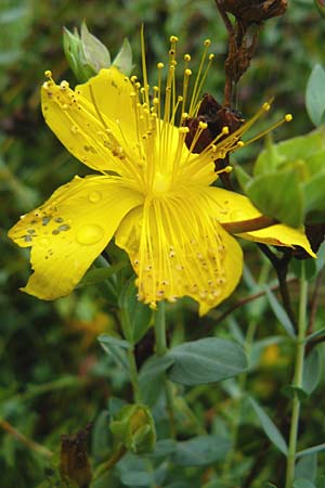 Hypericum olympicum / Mount Olymp St. John's-Wort, D Botan. Gar.  Universit.  Mainz 13.9.2008