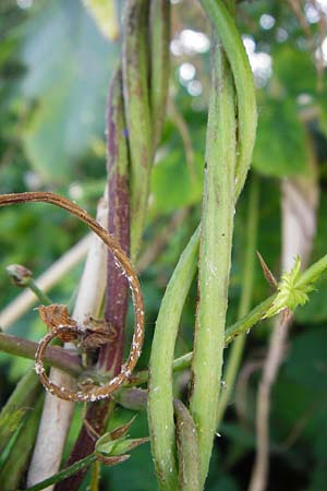 Humulus lupulus \ Hopfen / Hop, D Groß-Gerau 25.6.2015