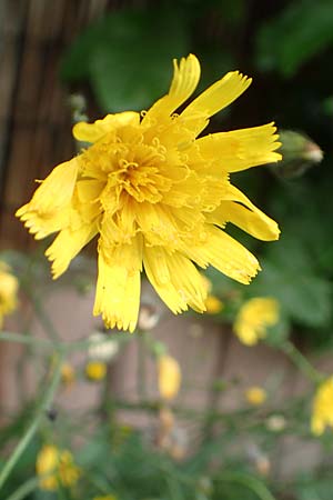 Hieracium onosmoides subsp. buglossoides \ Lotwurzblttriges Habichtskraut, D Günzburg 9.6.2016