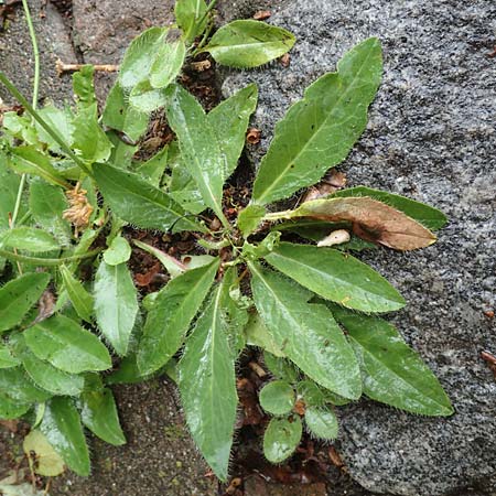 Hieracium onosmoides subsp. buglossoides \ Lotwurzblttriges Habichtskraut, D Günzburg 9.6.2016