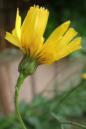 Hieracium onosmoides subsp. buglossoides \ Lotwurzblttriges Habichtskraut, D Günzburg 9.6.2016