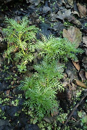 Hottonia palustris \ Sumpf-Wasserfeder / Water Violet, D Bienwaldmühle 8.7.2017