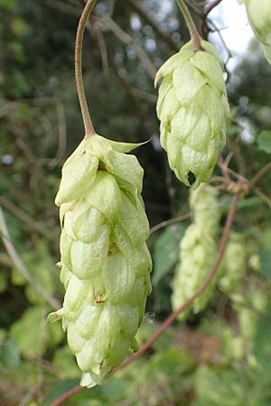 Humulus lupulus \ Hopfen / Hop, D Rheingönheim 9.9.2017