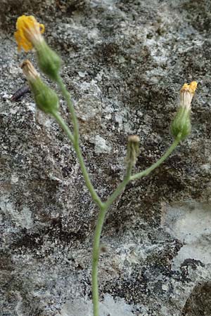 Hieracium oxyodon \ Spitzzhniges Habichtskraut / Acute-Toothed Hawkweed, D Eningen unter Achalm 27.6.2018