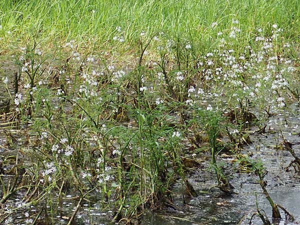 Hottonia palustris / Water Violet, D Mörfelden 30.5.2023