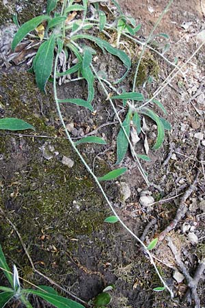 Hieracium pilosella \ Mausohr-Habichtskraut, Kleines Habichtskraut, D Bad Münster am Stein 6.6.2015