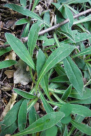 Hieracium pilosella \ Mausohr-Habichtskraut, Kleines Habichtskraut, D Bad Münster am Stein 6.6.2015