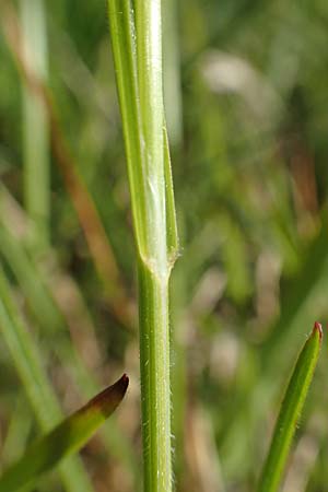 Helictotrichon pubescens \ Flaumiger Wiesenhafer / Downy Alpine Oat Grass, D Rödermark 13.5.2017