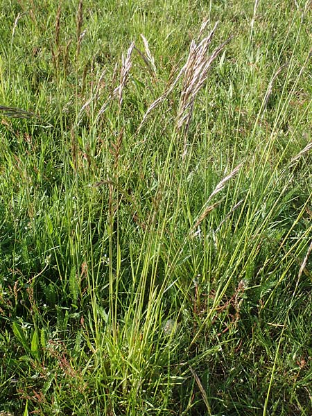 Helictotrichon pubescens / Downy Alpine Oat Grass, D Rödermark 13.5.2017