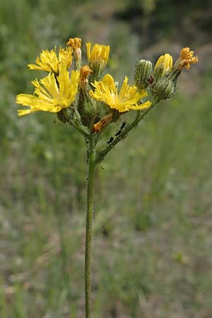 Hieracium piloselloides \ Florentiner Habichtskraut / Florence Hawkweed, D Hagen 14.6.2019